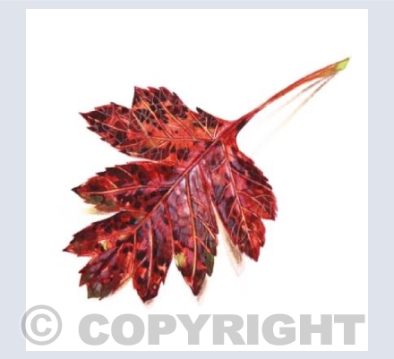 Autumn Leaf