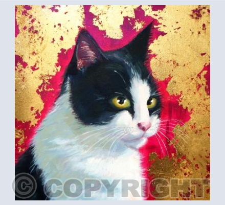 Black and white cat 