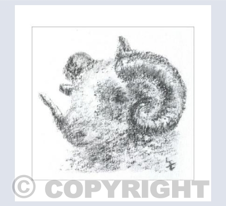 Herdwick Sheep