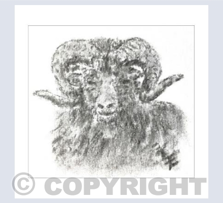 Hebridean Brown Sheep