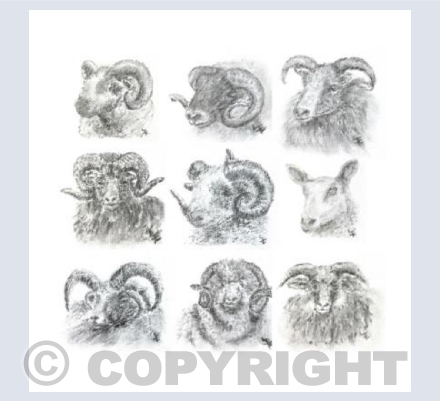 Sheep Collection