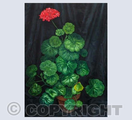 Geranium