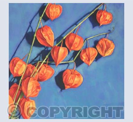 Physalis