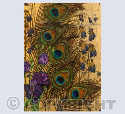 Peacock Feathers