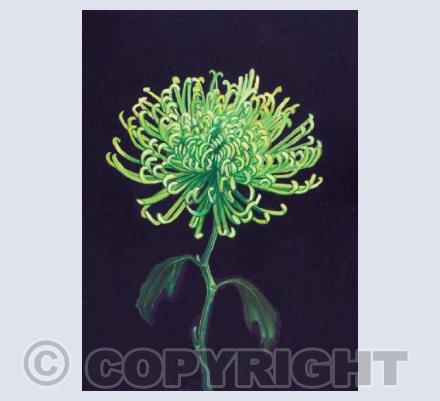 Chrysanthemum on Black
