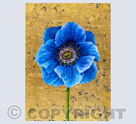 Anemone