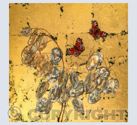 Honesty and Peacock Butterflies