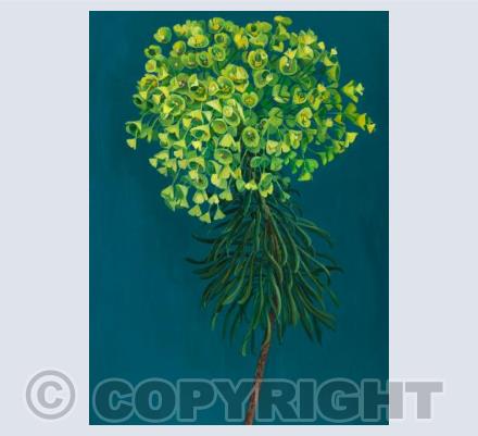 Euphorbia