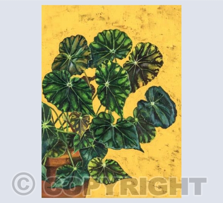 Begonia Bowerae