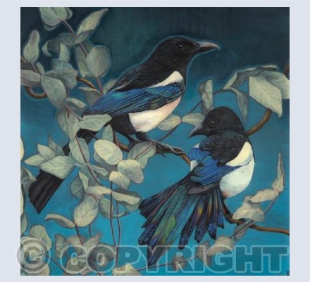 Magpies &Eucalyptus 1