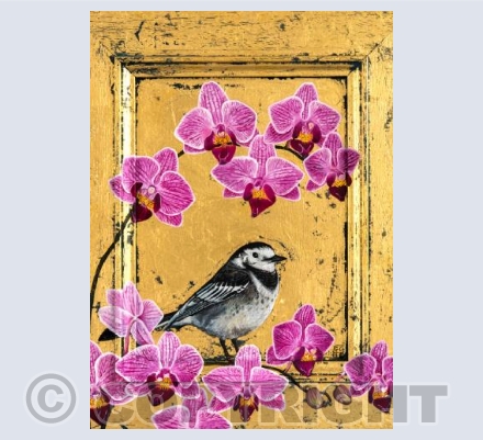 Orchid & Pied Wagtail