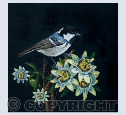 Coal Tit & Passion Flowers