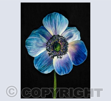 Blue Anemone 
