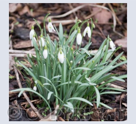 Imbolc Snowdrops
