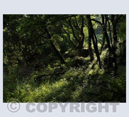 Woodland Evening