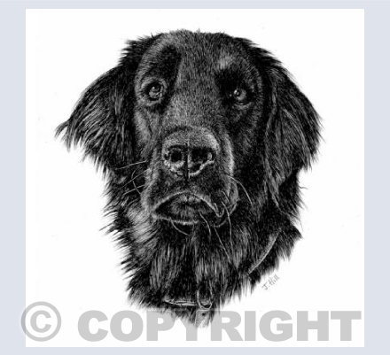 Black Labrador
