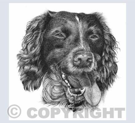 Springer Spaniel