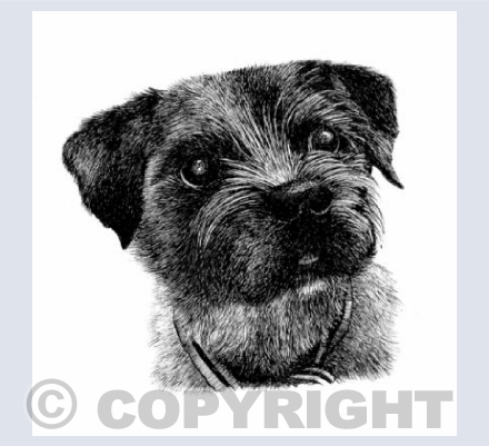 Border Terrier