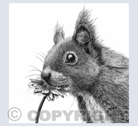 Squirrel