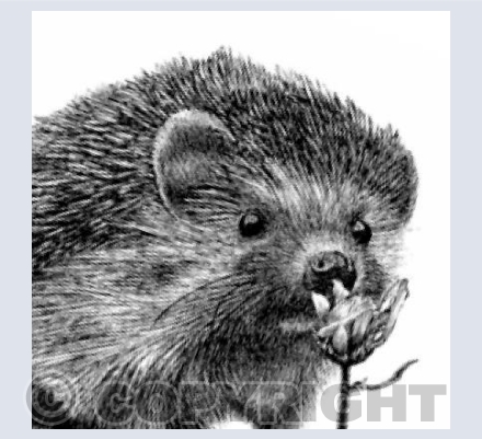 Mrs Hedgey Hog
