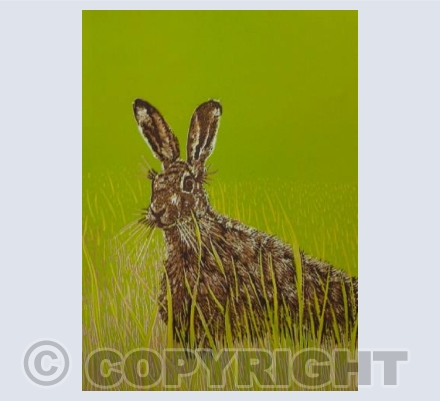 Spring Hare (BB)