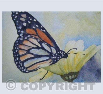 Butterfly (SM)