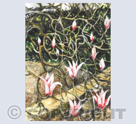 Magnolia (JM)