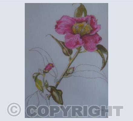 Camellia (PS)