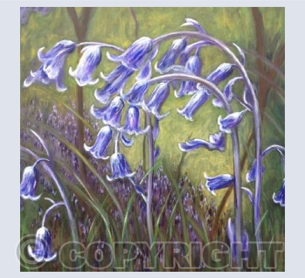 Bluebells (RM)