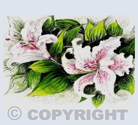 Lilies (JM)