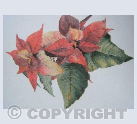 Poinsettia (SM)