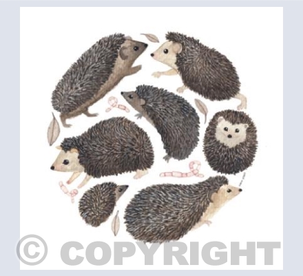 Watercolour Hedgehogs