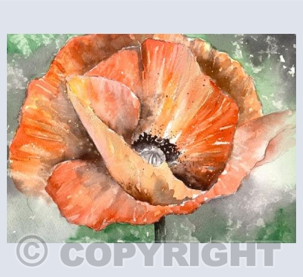 Poppy