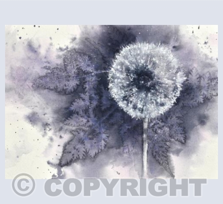 Dandelion