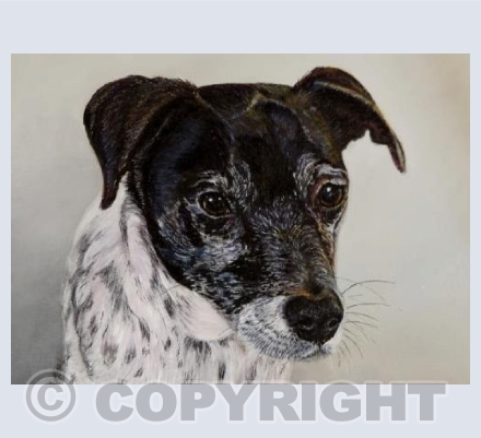 Ollie the Jack Russell