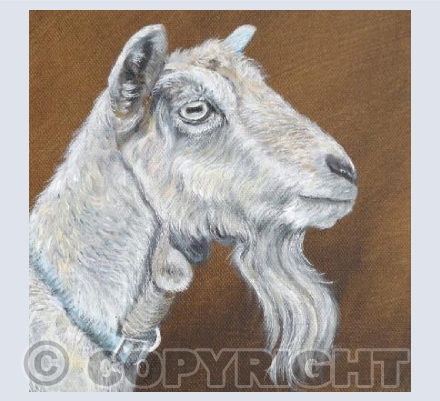 Hamlyn the Goat