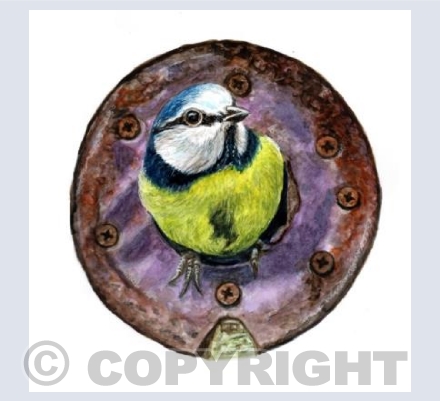 Blue Tit