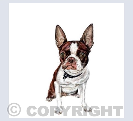 Gracie the Boston Terrier