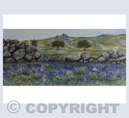 Bluebells on Dartmoor