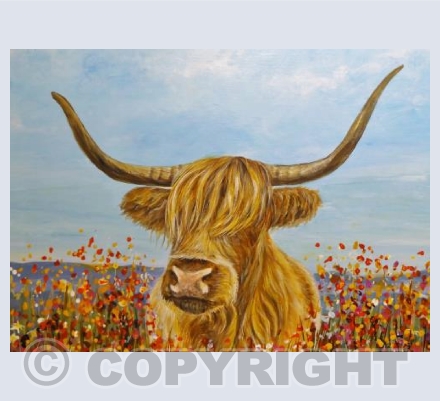 Highland Cow