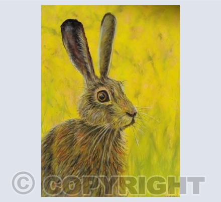 Catch me in the Rapeseed