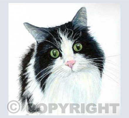 Fluffy Black & White Cat