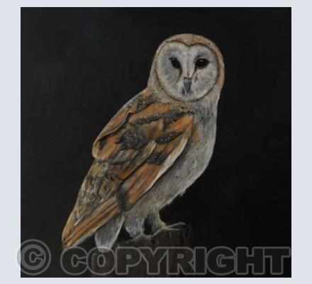 The Midnight Owl