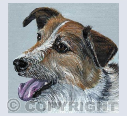 Long-haired Jack Russell