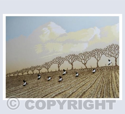 Winter Lapwings