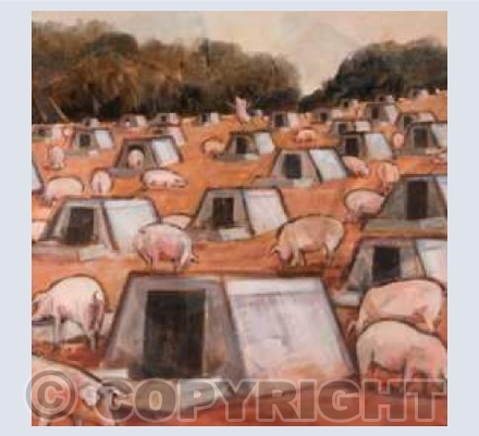 'Pig town'