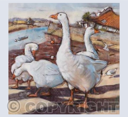 Topsham geese
