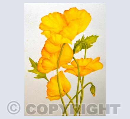 Sunshine Poppies 2
