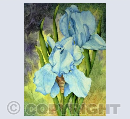 Blue Iris
