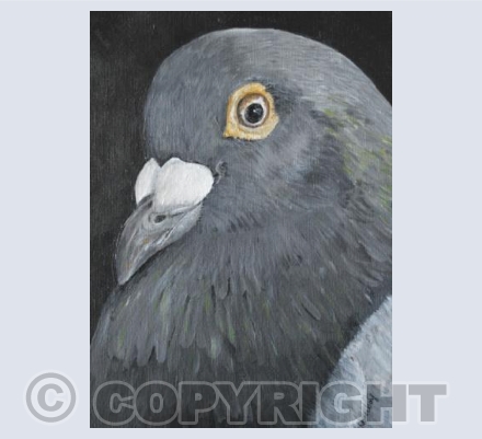 'Fancy That!' ~Portrait of  Pigeon